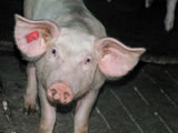 Osterschinken vom Schwein aus Tierfabriken?