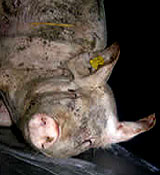 Schweinezüchter drischt mit Eisenstange auf schwerverletztes Tier ein