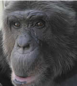 Prozess um Sachwalter für Schimpansen zu OGH berufen
