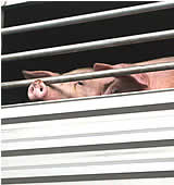 Unglücksschweine: VGT AktivistInnen protestieren gegen Schlachtung!