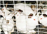 Wird die Käfighaltung für Kaninchen verboten? 