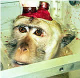 Österreichische EU-ParlamentarierInnen unterschreiben geschlossen gegen Primatenversuche!