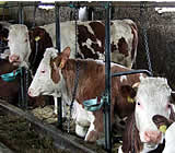 Schlägt die Milchpreiserhöhung bis zu den Kühen durch?