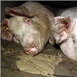 Gesundheits- und Tierschutzministerin's Schweinsbratenkochbuch
