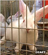 VGT präsentiert Dossier: Käfigverbot für Kaninchenhaltung