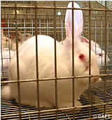 Käfigverbot für Kaninchen: AktivistInnen als Kaninchen im Käfig auf der Parlamentsrampe