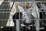 1 Milliarde Kaninchen in Käfigen weltweit!
