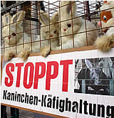 Erreicht: Käfigverbot für Kaninchenhaltung
