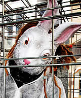 Die VGT Kampagne zum Kaninchen-Käfighalteverbot im Überblick 