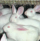 Heute: Käfigverbot für Kaninchenproduktion im Parlament!