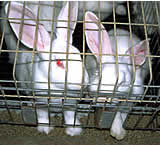 Das Kaninchen-Käfigverbot in der Praxis