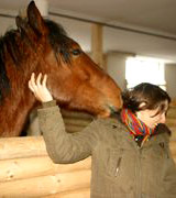 21 gerettete Pferde im neuen Zuhause eingetroffen