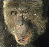 OGH lehnt Sachwalterschaftsantrag für Schimpansen Hiasl ab