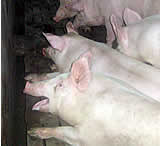 VGT kritisiert Tierschutzgesetz und Kontrolle in Schweinehaltung 