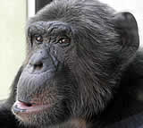 Ist der Schimpanse "Hiasl" eine Person?