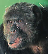 Helfen Sie dem Schimpansen Matthias Pan....