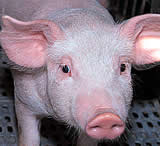 Schweinecomicunterstützungsaktion geht weiter!