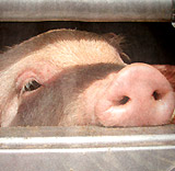 Völlig überfüllter Tiertransport gestoppt – die Schweinekampagne des VGT geht weiter!