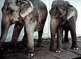 Zoo: Elefantenbaby vor Augen der BesucherInnen brutal geschlagen