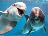 Grausames Delfinmassaker beginnt
