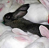 Vorarbeiten zur Kaninchenverordnung laufen