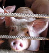 Große Untersuchung der EU-Schweinehaltung: furchtbare Zustände