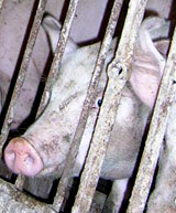 Megaskandal um dioxinverseuchtes Schweinefleisch in Irland trifft Europa