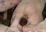 Tierschützer decken Schweine-Quälerei auf: VGT erstattet Anzeige
