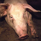 Schweinegrippe-Pandemie erfasst Europa