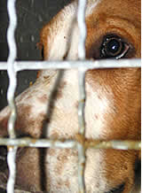 Tierversuche im Zunehmen: 2008 in Österreich über 220.000 Tiere bei Experimenten "verbraucht"