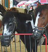 Ponykarussell und Reitpavillon im Wiener Prater