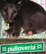 Pulloveria –  Bitte listet die Unmengen an Pelzkrägen wieder aus!