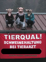 Tierschützer besetzen skandalöse Schweinefabrik von Tierarzt in NÖ
