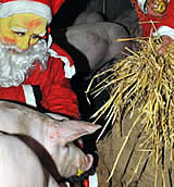 Weihnachtsmann besucht österreichische Massentierhaltung!