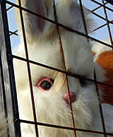 Morgen Donnerstag 10 Uhr Protest gegen Kaninchenverordnung