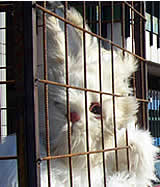 Käfigverbot für Kaninchen in Gefahr!