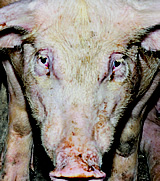 Illegaler, skandalöser Schweinemastbetrieb darf weitergeführt werden! Die Bevölkerung ist empört!
