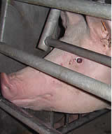 Fernsehtipp: ORF Bürgeranwalt: Arme Schweine - Tierhaltung versus Tierschutz