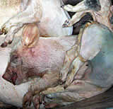 Bauernbund + Schweinebauernverband verbreiten Falschinformation