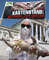 1,6 Millionen Ferkel sterben in der Kastenstandhaltung in Österreich pro Jahr!