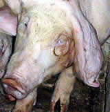Verletzte, unbehandelte Tiere - das ist die Realität in Österreichs Schweineställen