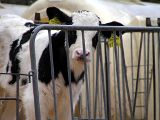 VGT: Welttierschutztag sollte für Nutztierleid sensibilisieren