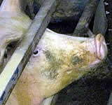 VGT präsentiert neueste Daten der Schweineindustrie: ohne Kastenstand besser