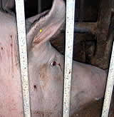 VGT begrüßt vorsichtig Einigung zu Schweine-Kastenstandverbot
