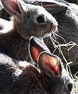 Käfigverbot für Kaninchen seit Jänner 2012 in Kraft!
