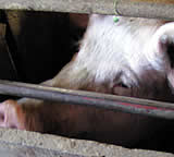 Heute wird Schweine-Kastenstandverbot Gesetz – mit 21 Jahren Übergangsfrist!