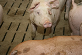 VGT: Kritik an heimischer Schweinehaltung berechtigt