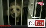 VGT präsentiert neuen Tierversuch-Kampagnen-Film