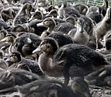 VGT deckt auf: Jagd auf halb domestizierte Enten im Burgenland