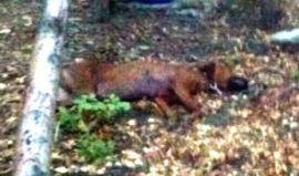 Hund Fagus liegt tot im Wald